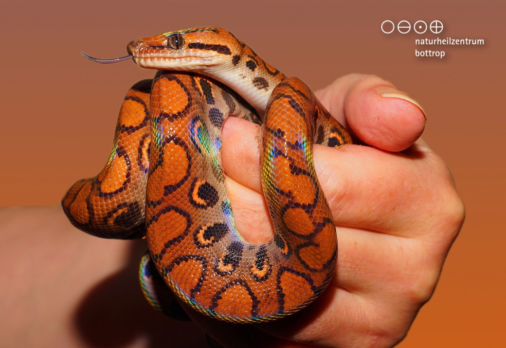 One hand holding a red corn snake