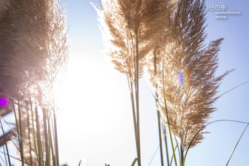 Ornamental grass backlit