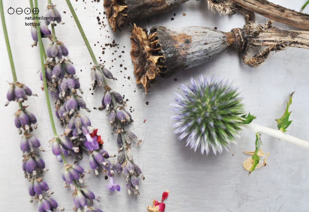 Naturkosmetik? Die Inhaltsstoffe sind die Basis- Die Natur bringt die Wirkung