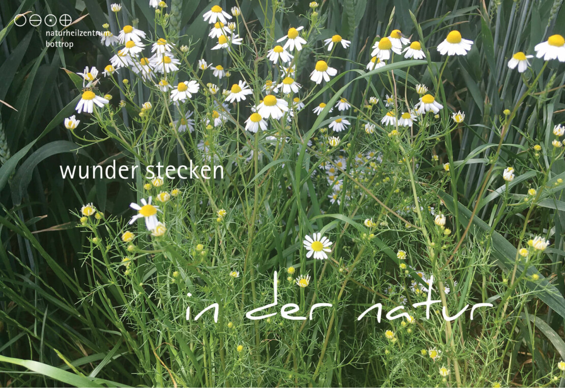 Native medicinal plants and their effect on diseases