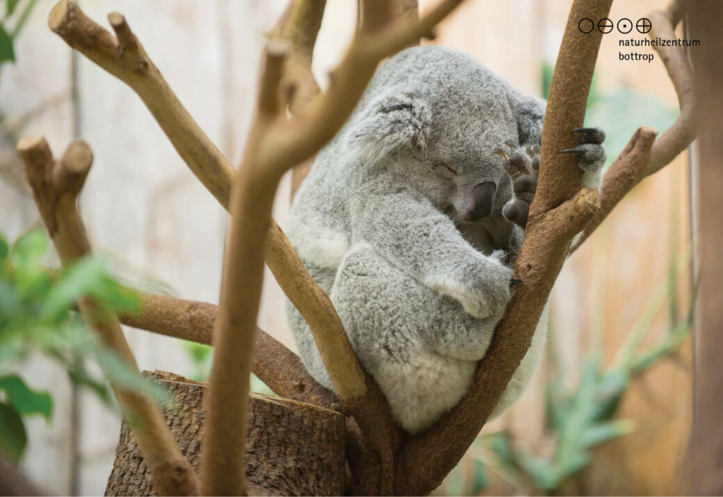 Koala on Eucalyptus Tree