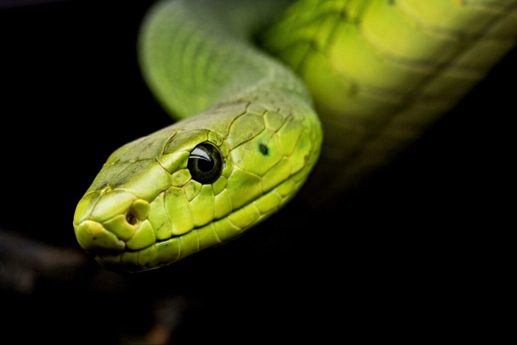 Green Snake