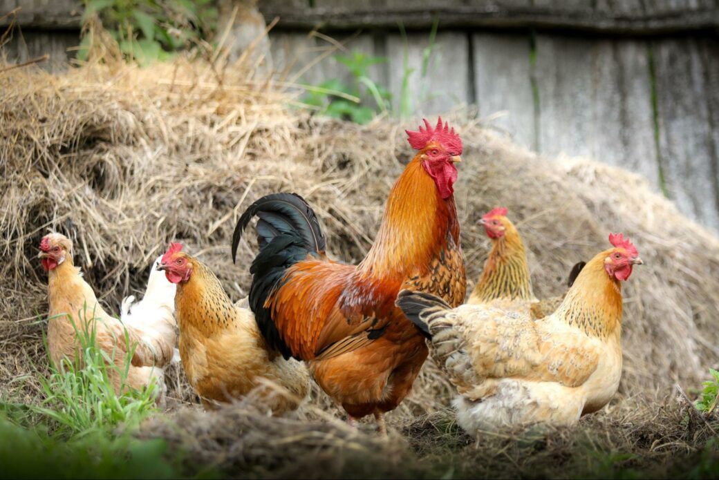 Rooster with hens on manure pile