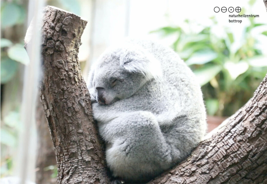 Tinnitus - a consequence of stress? the koala shows this through its ears