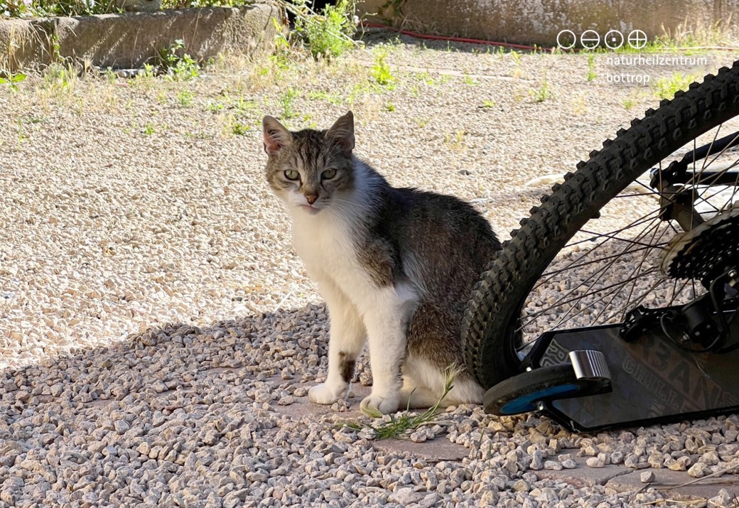 A white and brown cat sits on a gravel path