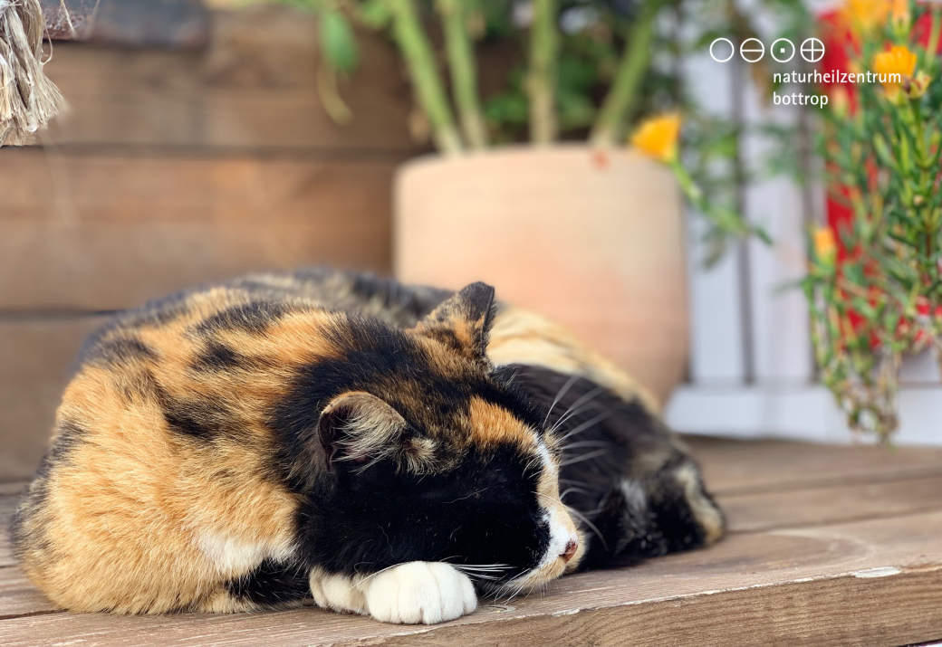 Lucky cat resting on a bench