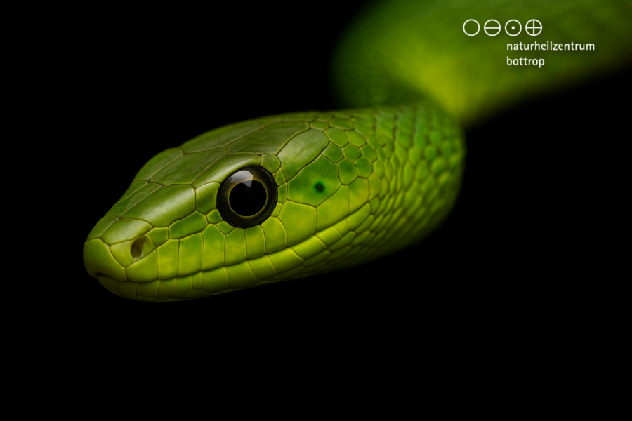 Gros plan d'une tête de serpent vert vif sur un fond noir. Les détails des écailles et l'œil noir brillant sont clairement visibles.