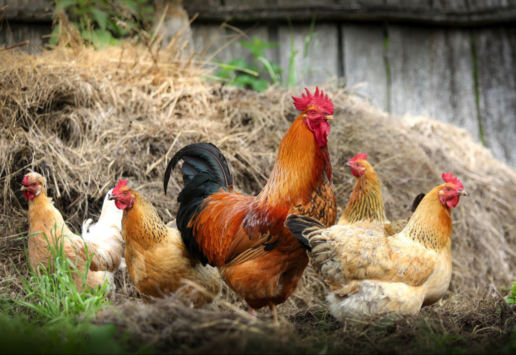 A rooster next to chickens