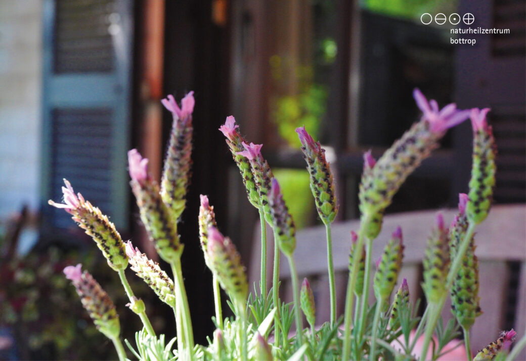 Bathing with lavender can relax