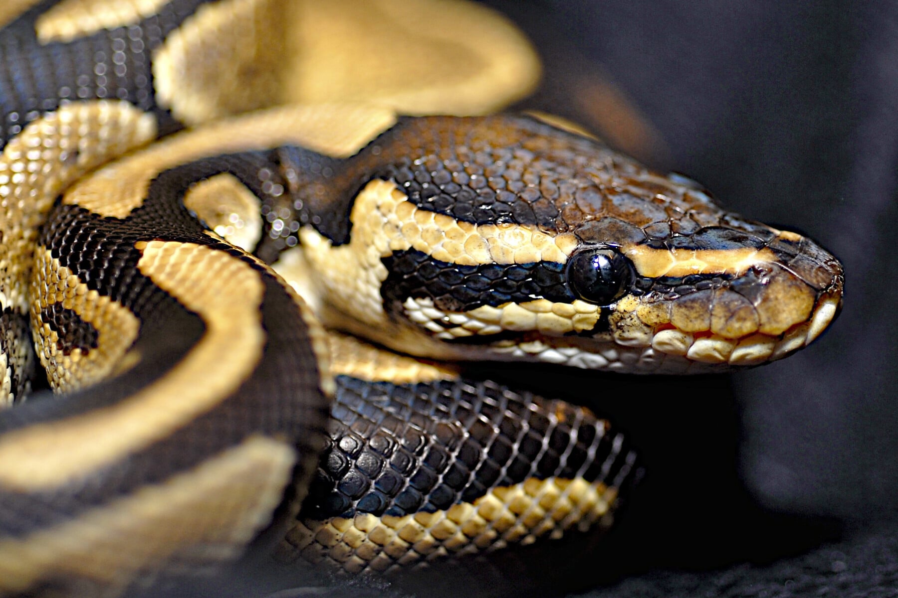 Snake venom therapy