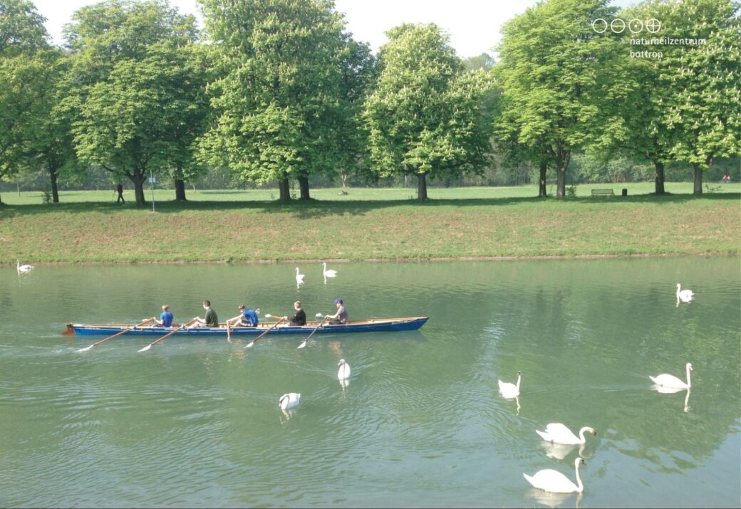 Rameur avec cinq hommes d'équipage sur une rivière avec des cygnes