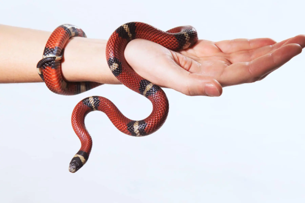 Snakemed – with snake venom against hay fever