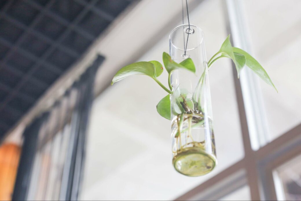 Cuttings of ivy in hanging vase