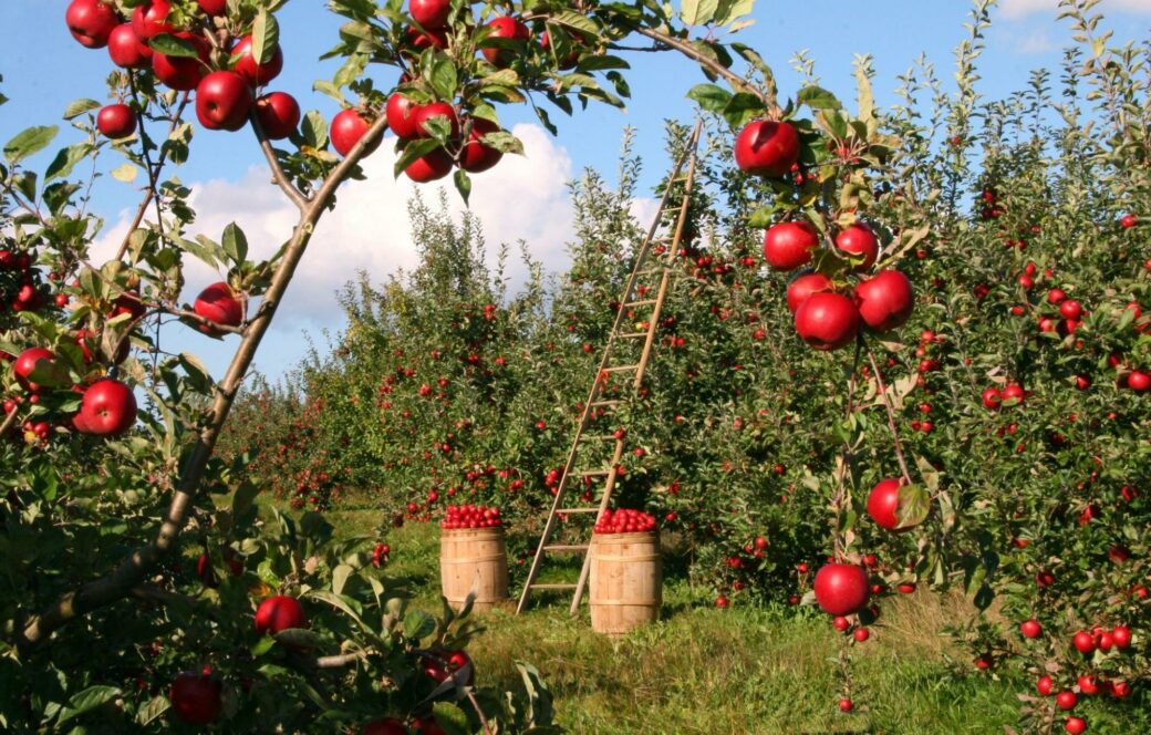 Plantation with apples ready for harvest