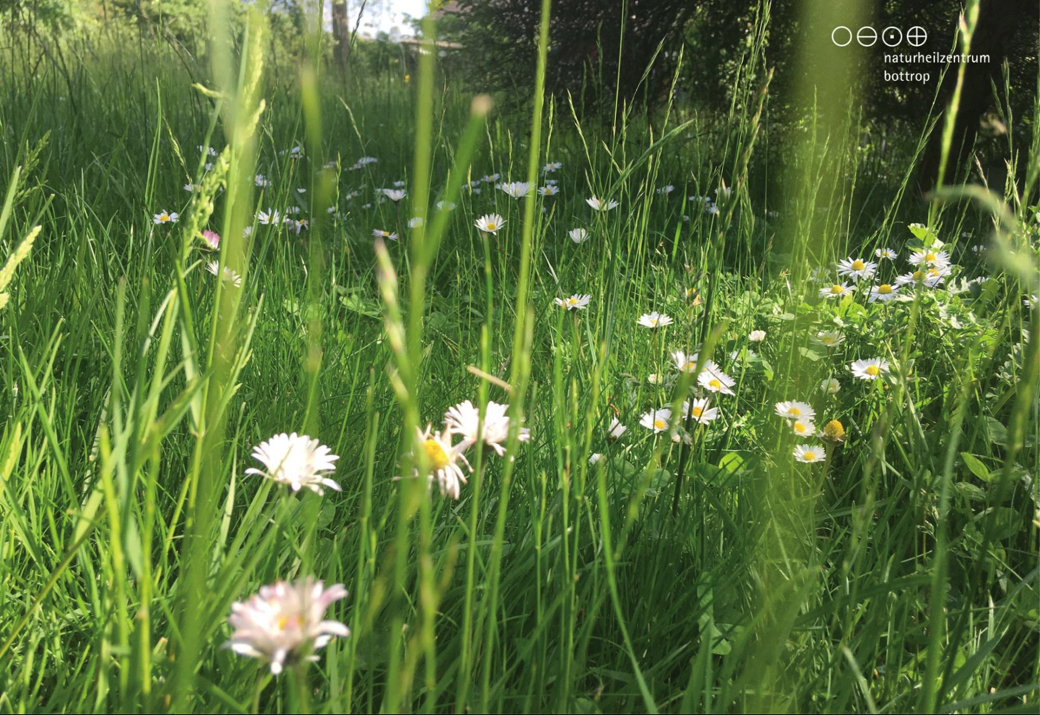 Green flowering grass