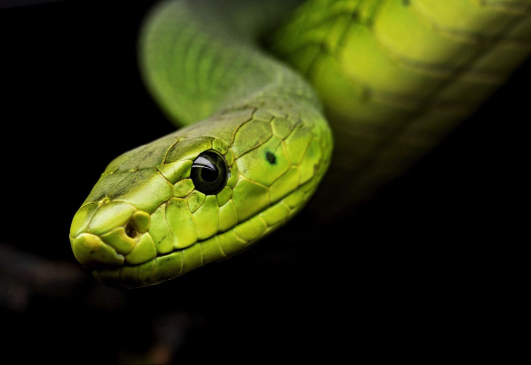 Green poisonous snake