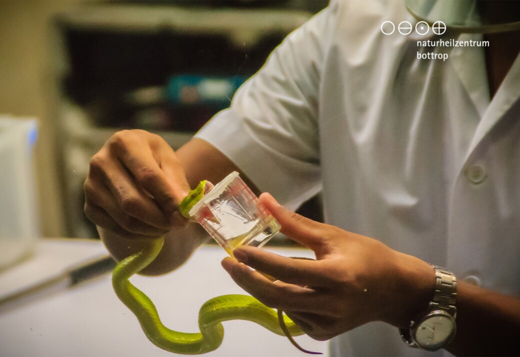 A doctor in a white coat holds a green venomous snake and carefully squeezes its venom into a small glass jar.