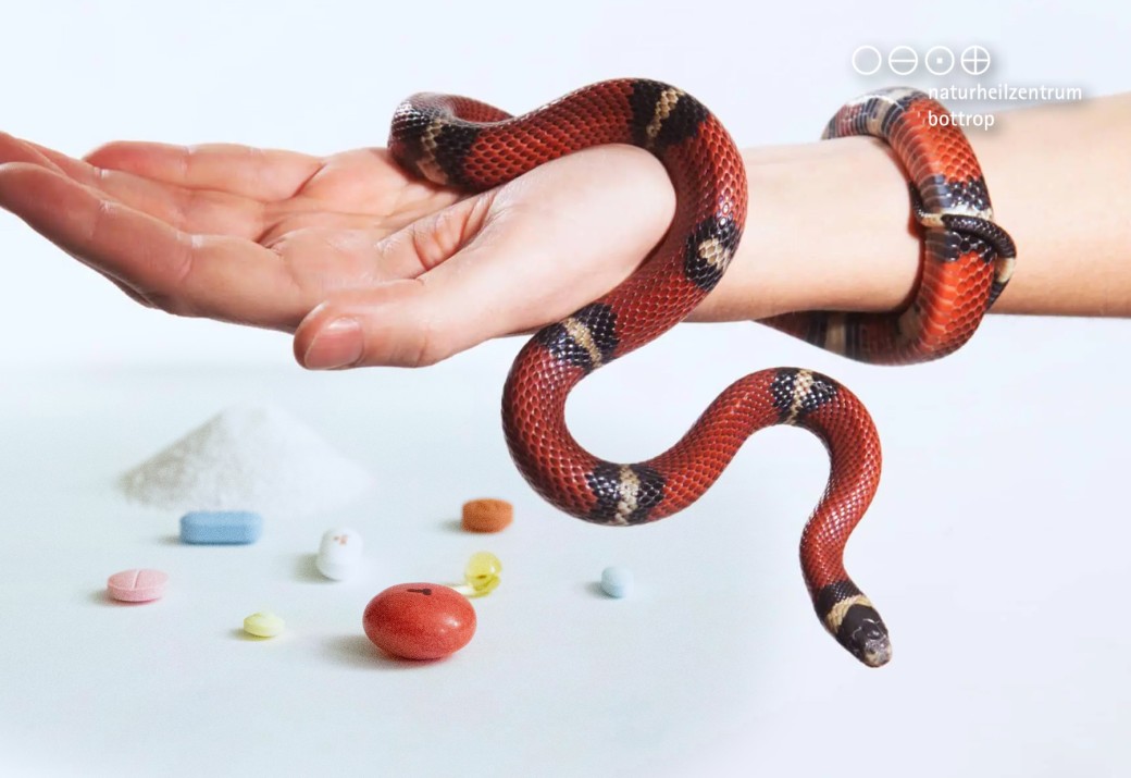 Red corn snake coils around a hand