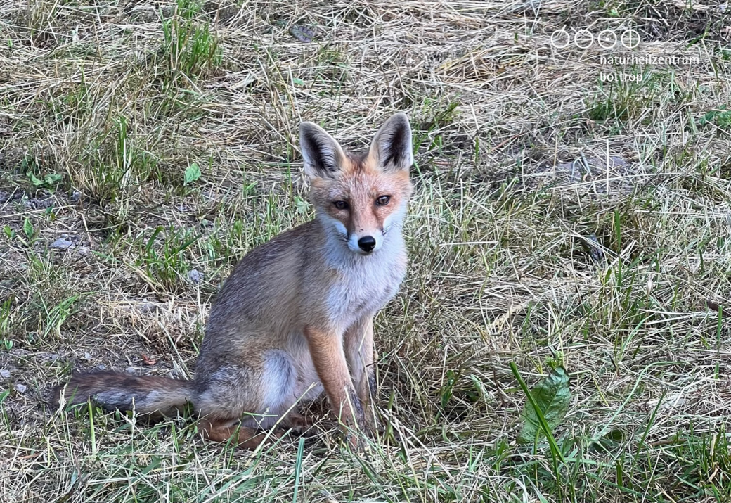 Half grown fox curiously watching the photographer