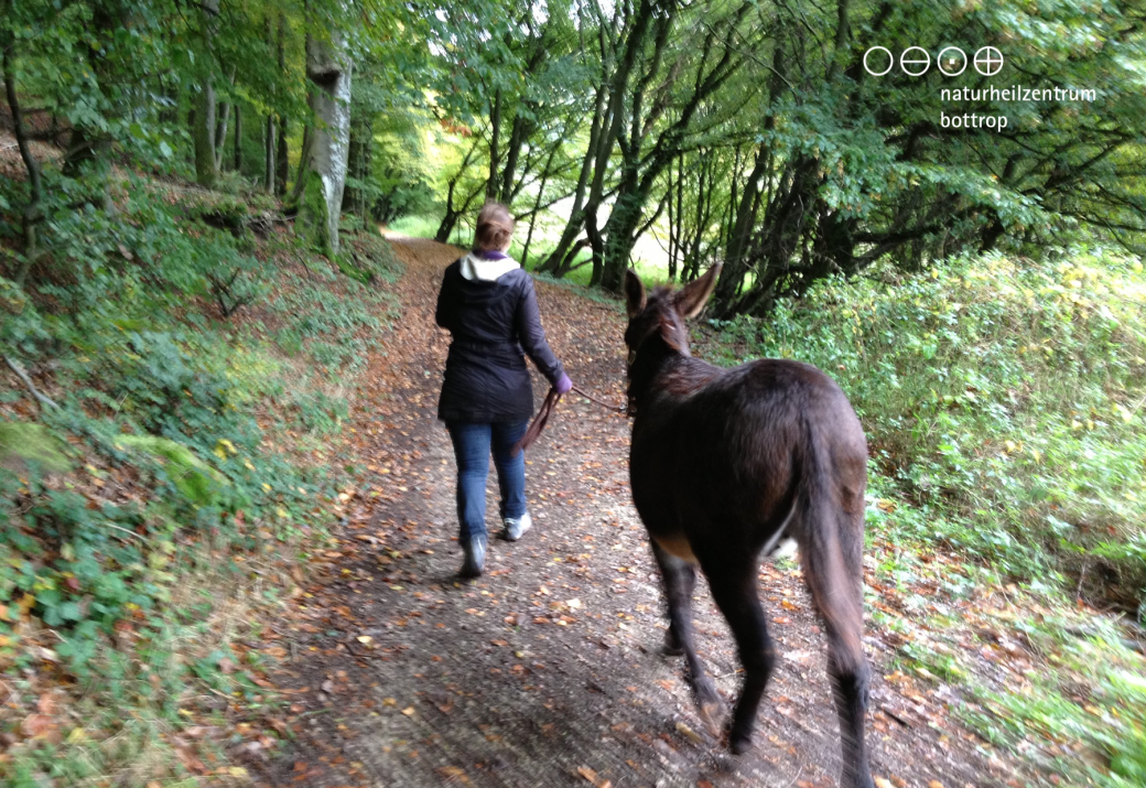 A woman leads a donkey through the autumn forest