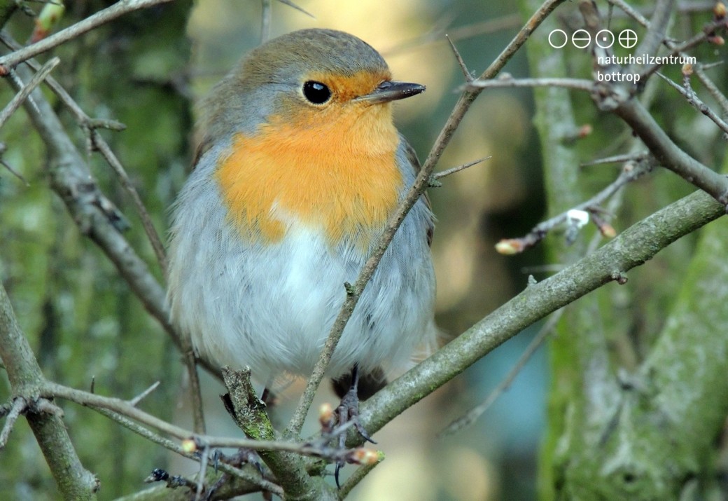 A robin sits in an unleaved hawthorn hedge